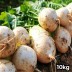 국산 특품 무 10kg