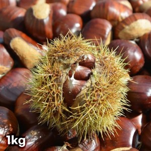 알밤 정품 1kg(특/대 사이즈)