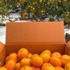 제주직송 스테비아농법 타이벡감귤 10kg 로얄과