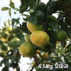 제주직송 극조생 노지 감귤 실중량 4.5kg 꼬마과 (3S)