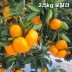 제주직송 극조생(타이백) 노지 감귤 실중량 2.5kg 로얄과 (S-M)