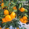제주직송 극조생(타이백) 노지 감귤 실중량 2.5kg 프리미엄과 (S)