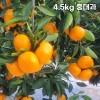 제주직송 극조생(타이백) 노지 감귤 실중량 4.5kg 중대과 (L-3L)