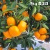 제주직송 극조생(타이백) 노지 감귤 실중량 9kg 중대과 (L-3L)